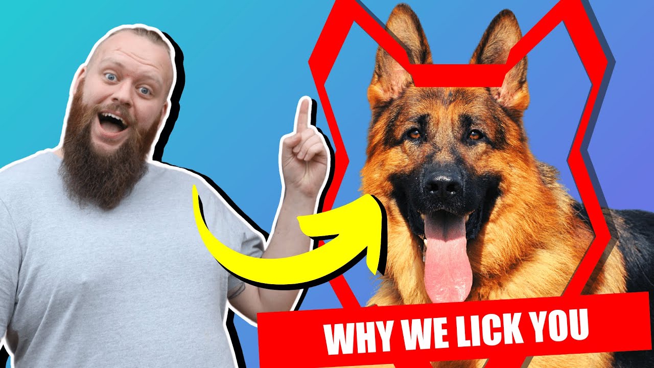 Why GERMAN SHEPHERD LICK You