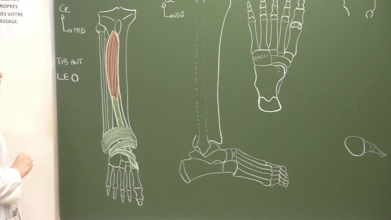 MI 6 : Muscles de la jambe [Leg muscles]