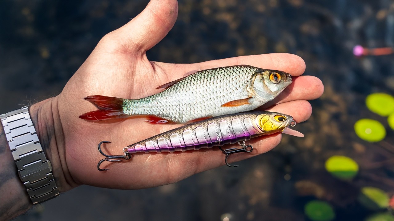 Le Jerkbait, un leurre sous estimé en France !