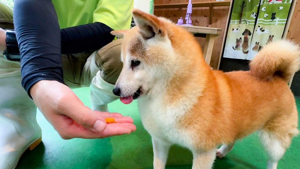日本の果物が大好きな柴犬にびわをあげてみると…？