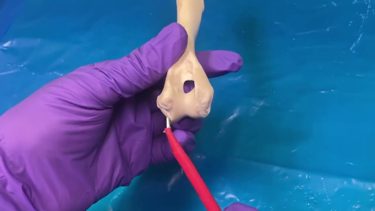 Dog and Cat Humerus