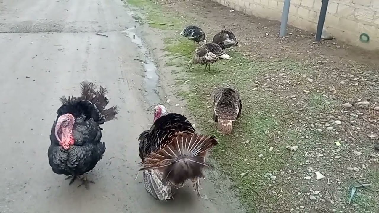 Hinduşkalar haqqında bir nece məlumat
