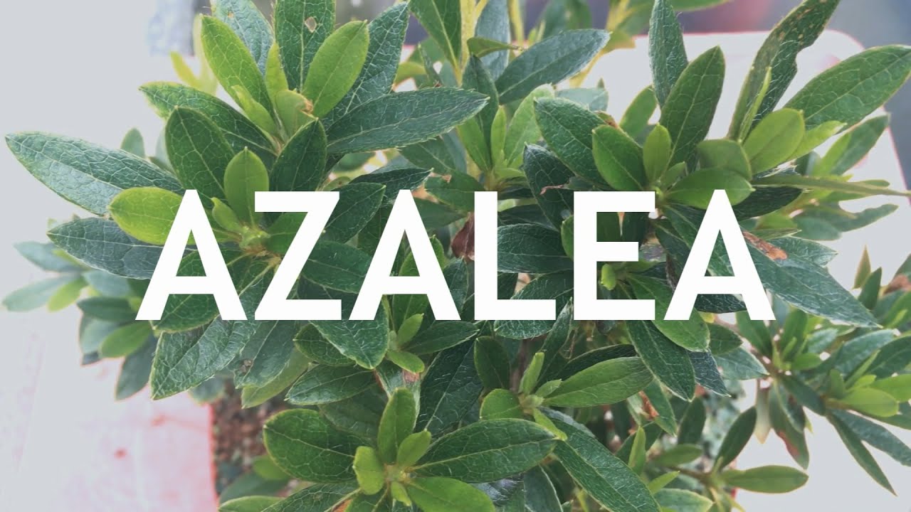 Azalea Bonsai from nursery stock, 1