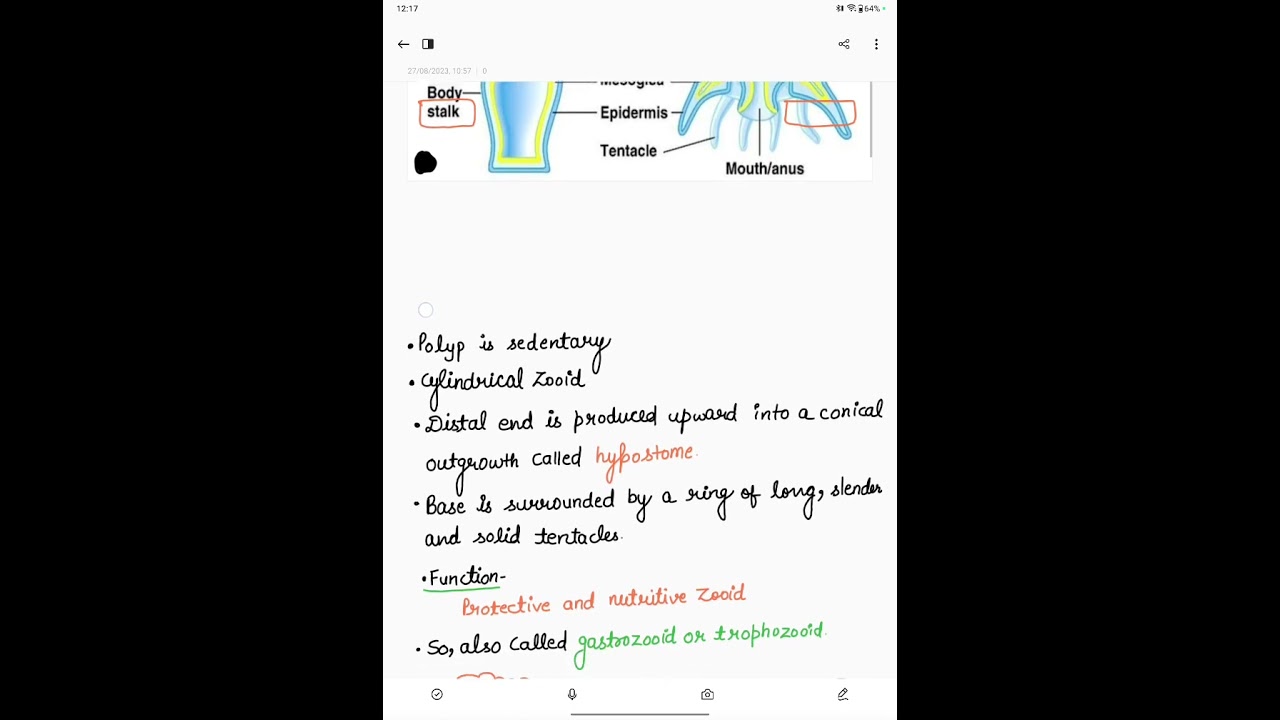 Basic types of zooids in polymorphism in Coelenterata