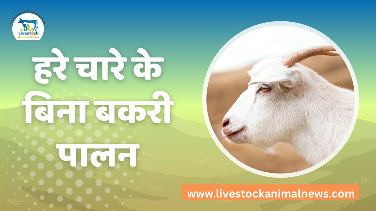 कैसे कर सकते हैं हरे चारे के बिना बकरी पालन, जानें यहां#livestockanimalnews