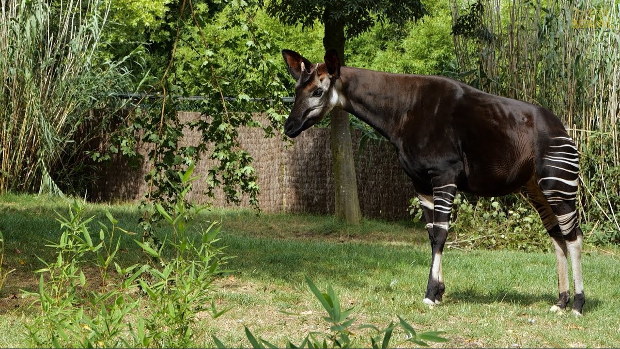 Focus sur l’okapi ! - Ep 12
