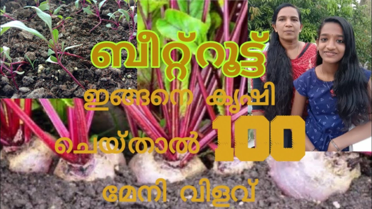 ബീറ്റ്റൂട്ട് എളുപ്പത്തിൽ കൃഷി ചെയ്യാം|Valaprayogam|Grow beetroot easy|