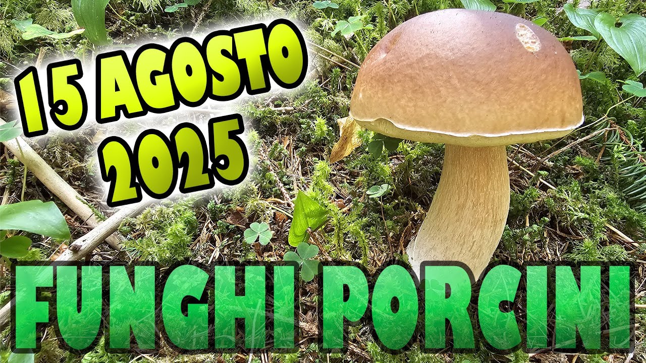 PORCINI 2025 FUNGHI PORCINI FERRAGOSTO IN TRENTINO