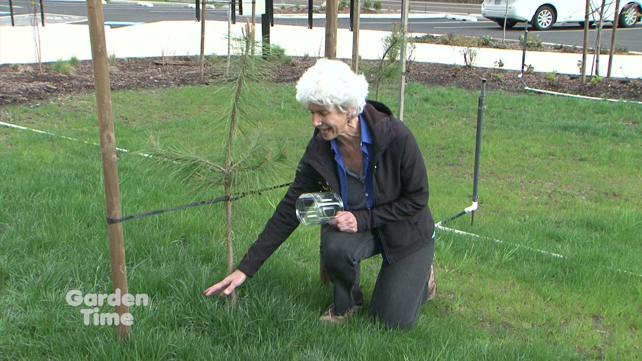Tree Trunk protection