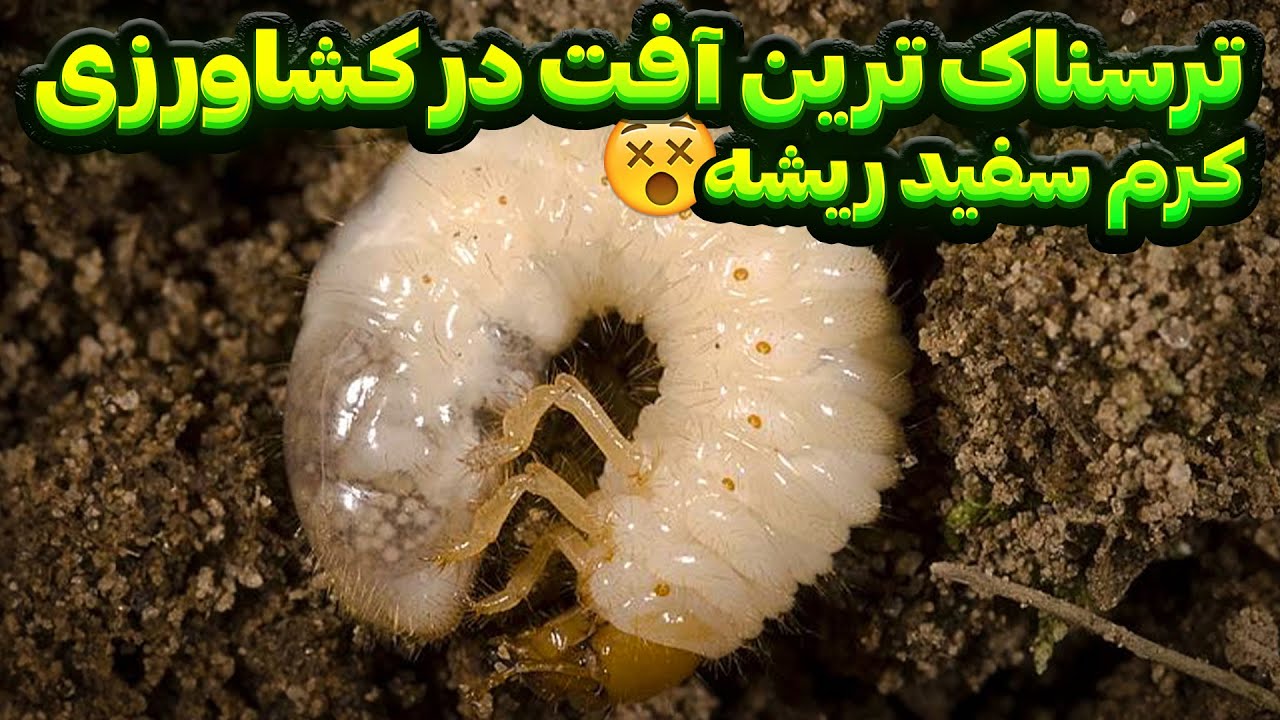 چطورکرم سفید ریشه را از بین ببریم 😉☘️ آموزش و درمان گیاهان ودرختان