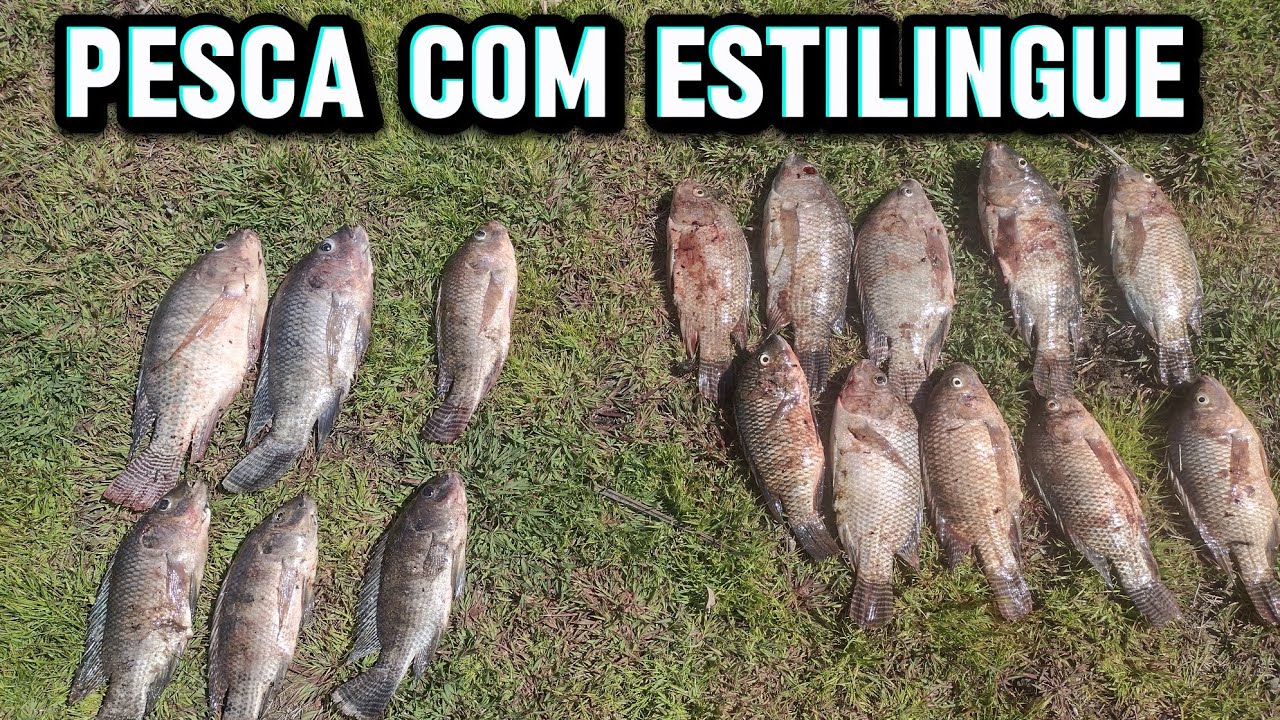 Represa baixou os peixes ficam presos em pequenas lagoas 🐟🐟🐟