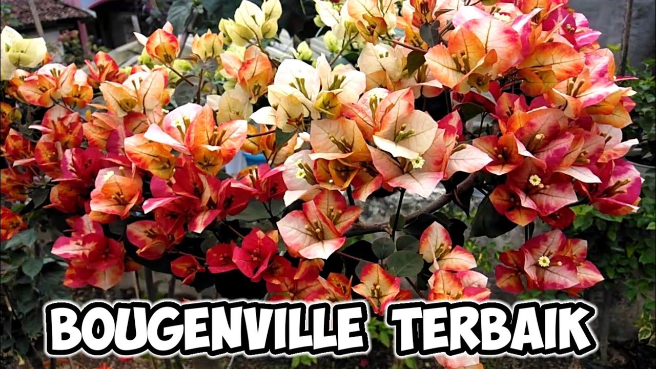 CITRA MONDURING ‼️ jenis bougenville terbaik