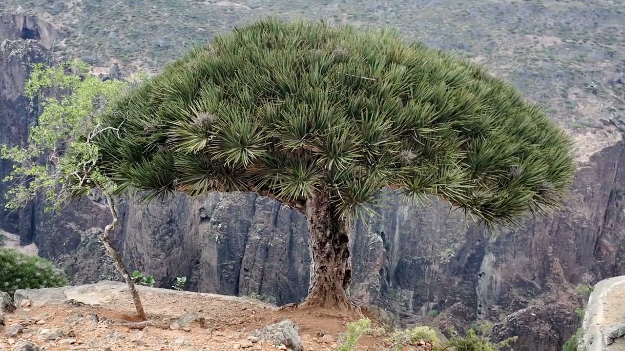 YEMEN/SOCOTRA/UAE/2025