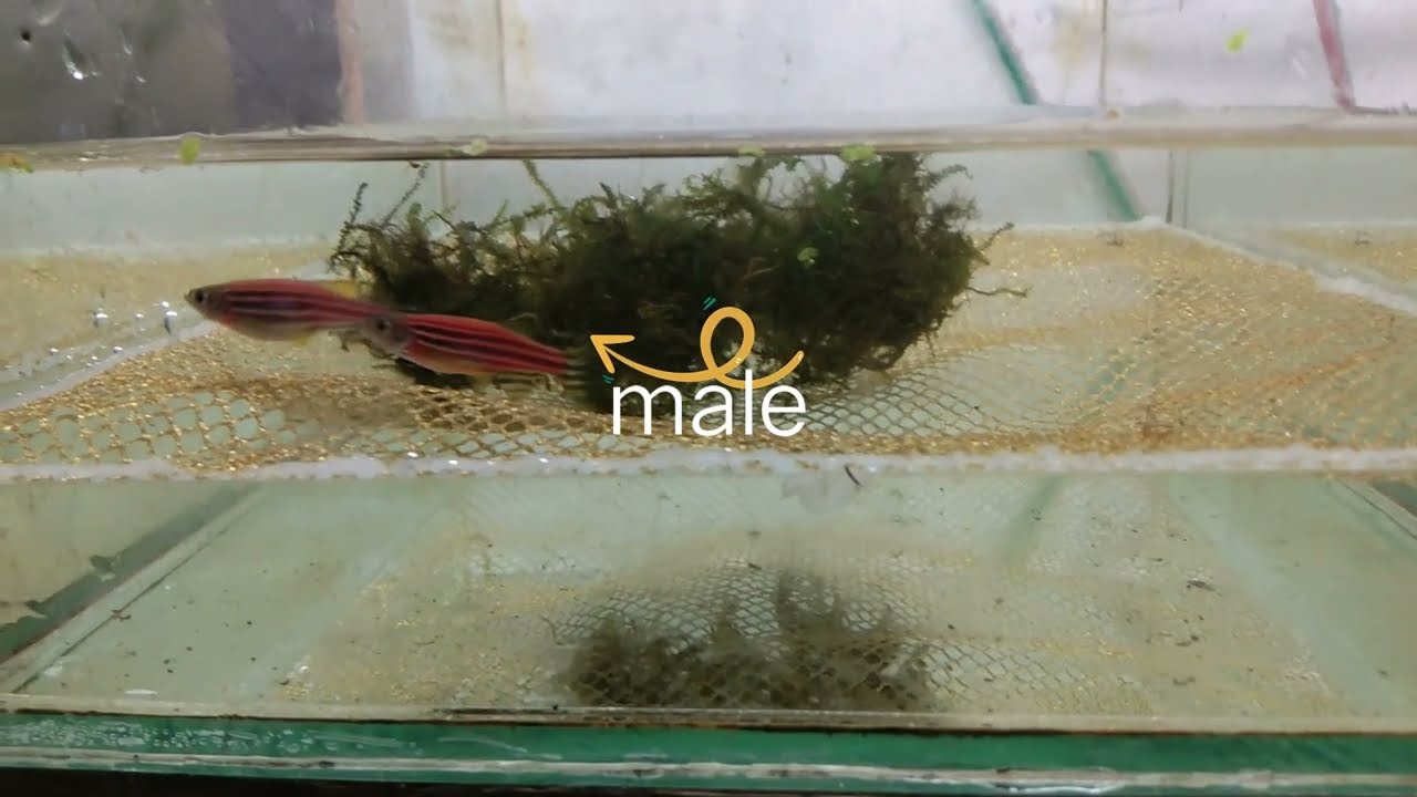 Breeding Zebra Danio«1 pair to 100+ egg» Aquarium Fish breeding Project