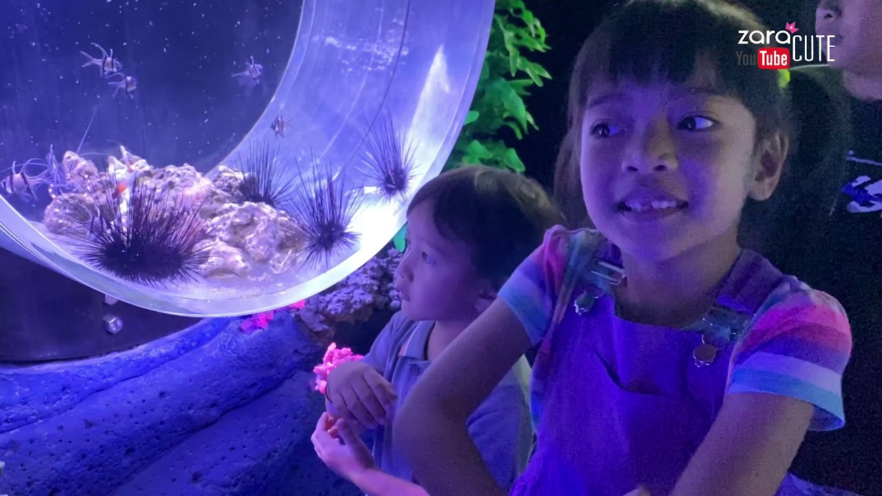 Wisata Edukasi | Zara Cute Mengenal Hewan Beracun di Jakarta Aquarium part 2 | Homeschooling
