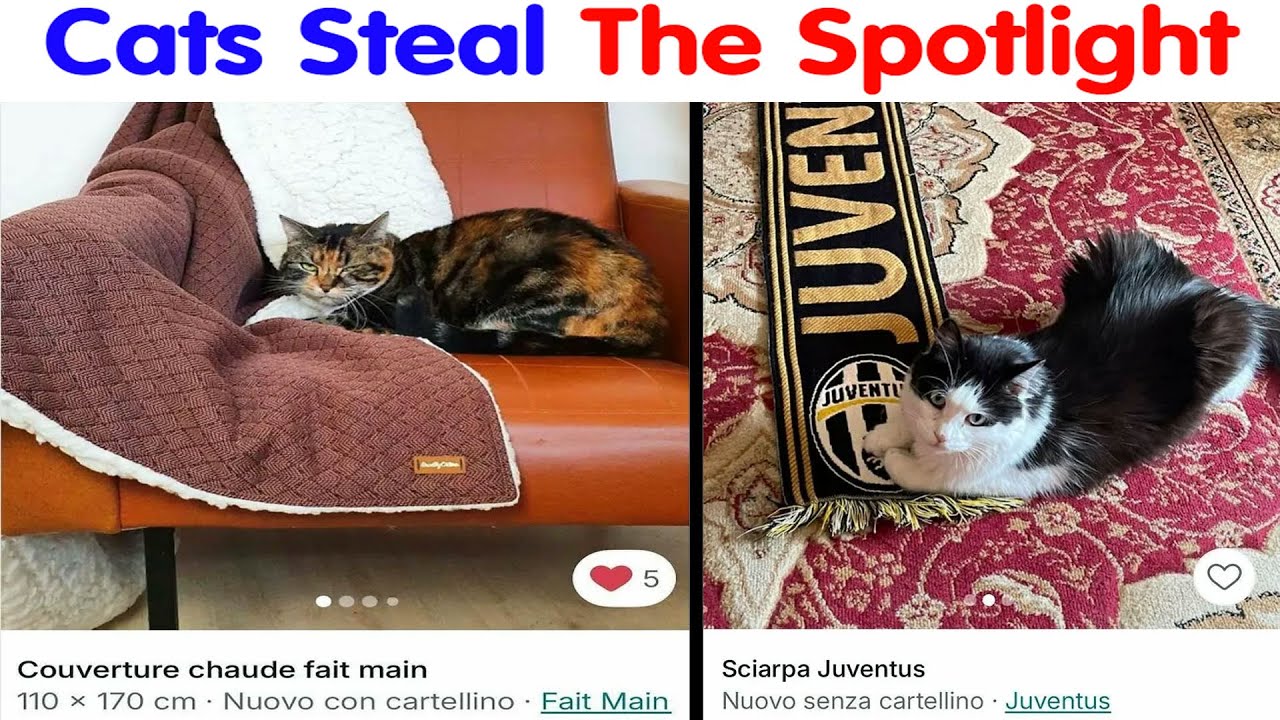 100 Times Cats Stole The Spotlight In Vinted Ads - Funny Cats