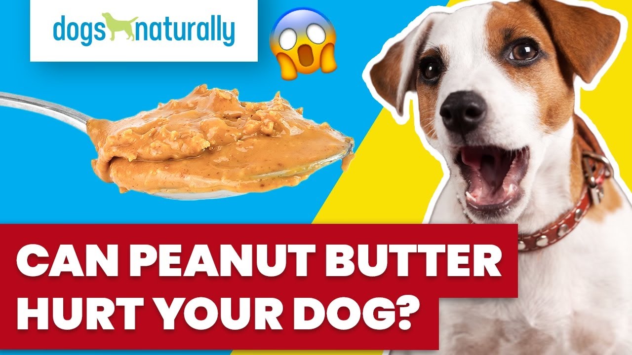 Can Peanut Butter Hurt Your Dog?