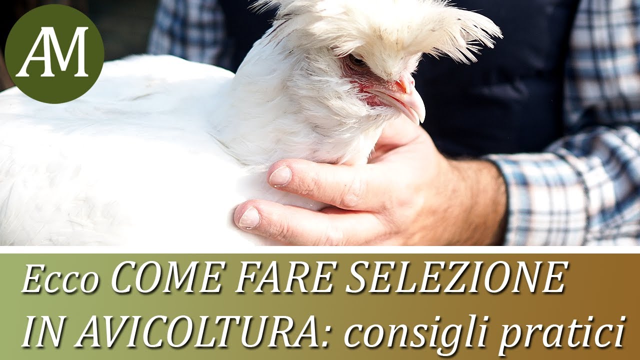 Come fare la selezione di un gruppo di avicoli - Avicoltura e Pollaio
