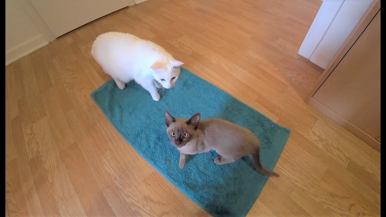 Siamese Cat Meets Burmese Kitten (First Time) || Siamkatze trifft Burma Kätzchen (Erste Mal)