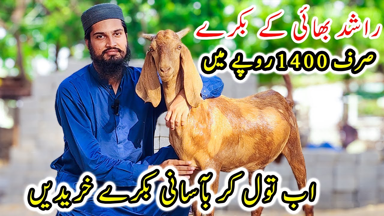 Gulabi Goats Farm Exclusive Offer for Qurbani Lovers | Cattle Market Karachi | Bakra Eid 2024