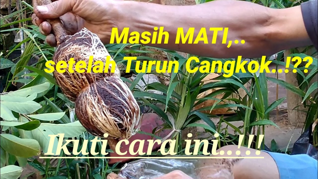 Cara yang Benar turun cangkok pohon Rambutan