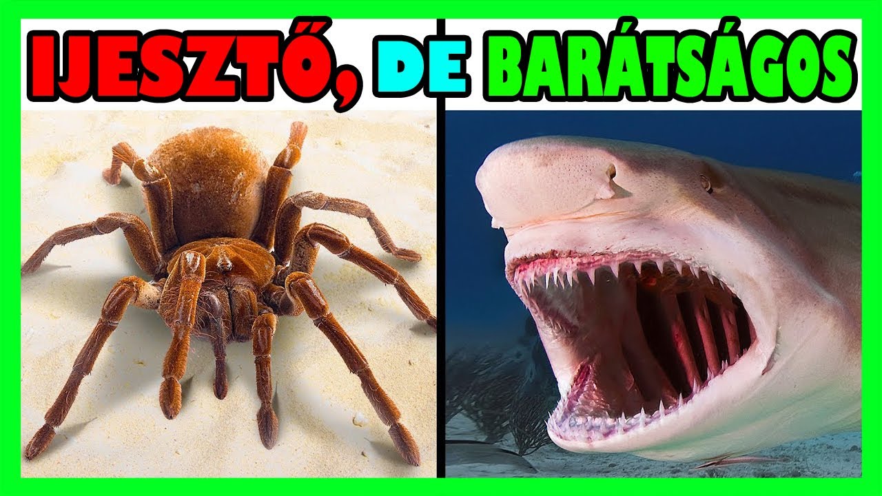 A LEGFÉLELMETESEBB ÁLLATOK, AMIK VALÓJÁBAN BARÁTSÁGOSAK