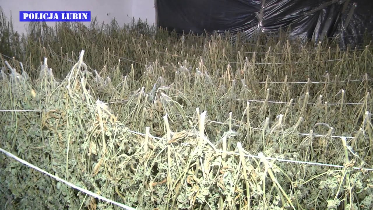 Zlikwidowana plantacja narkotyków