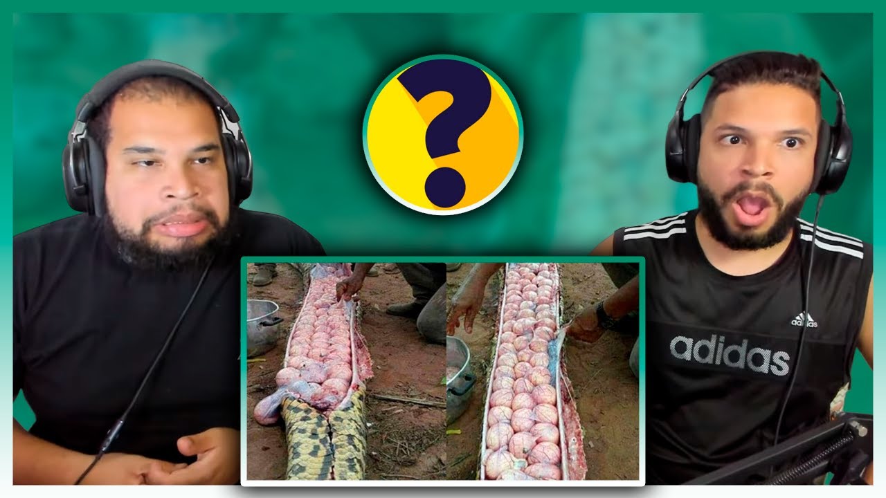 21 COISAS ESTRANHAS ENCONTRADAS DENTRO DE ANIMAIS | Você Sabia?