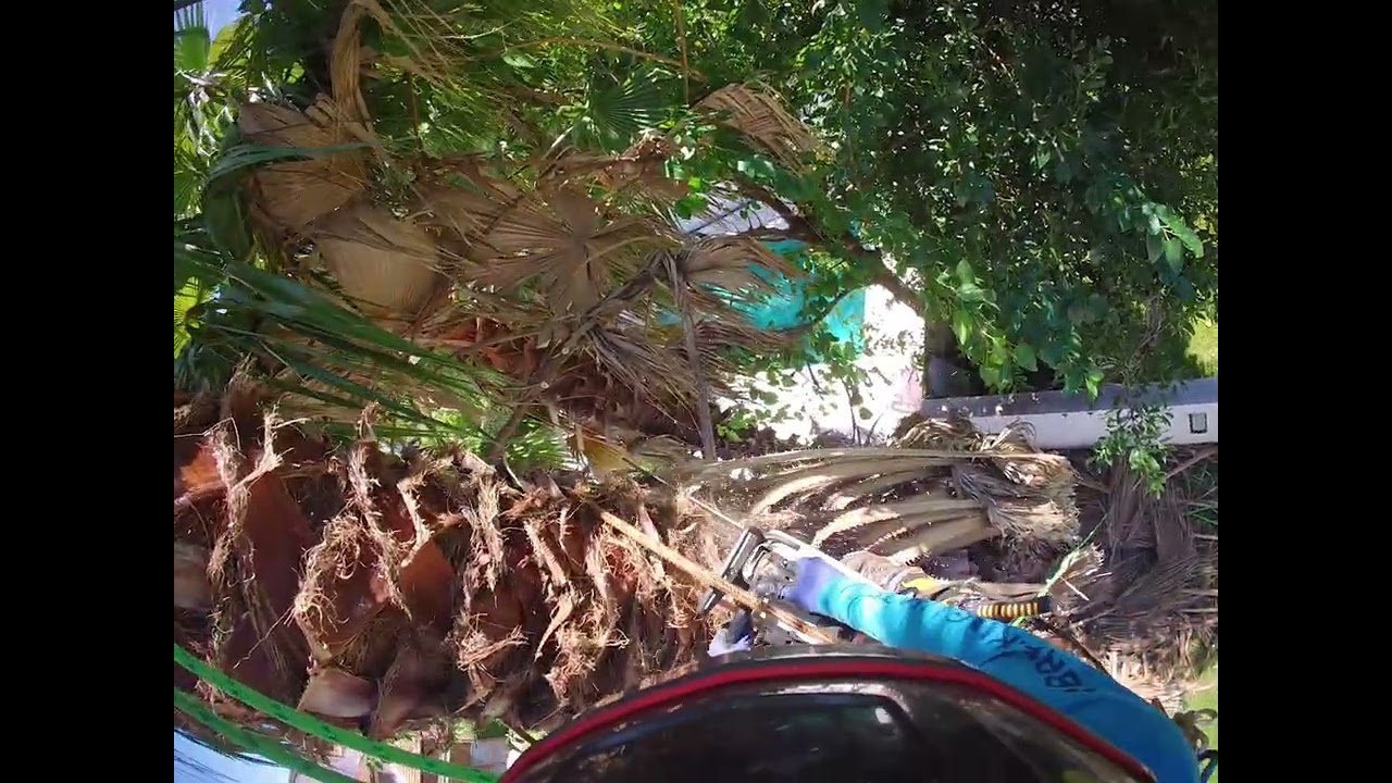 Limpieza sanitaria de palmera Washingtonia parte 2