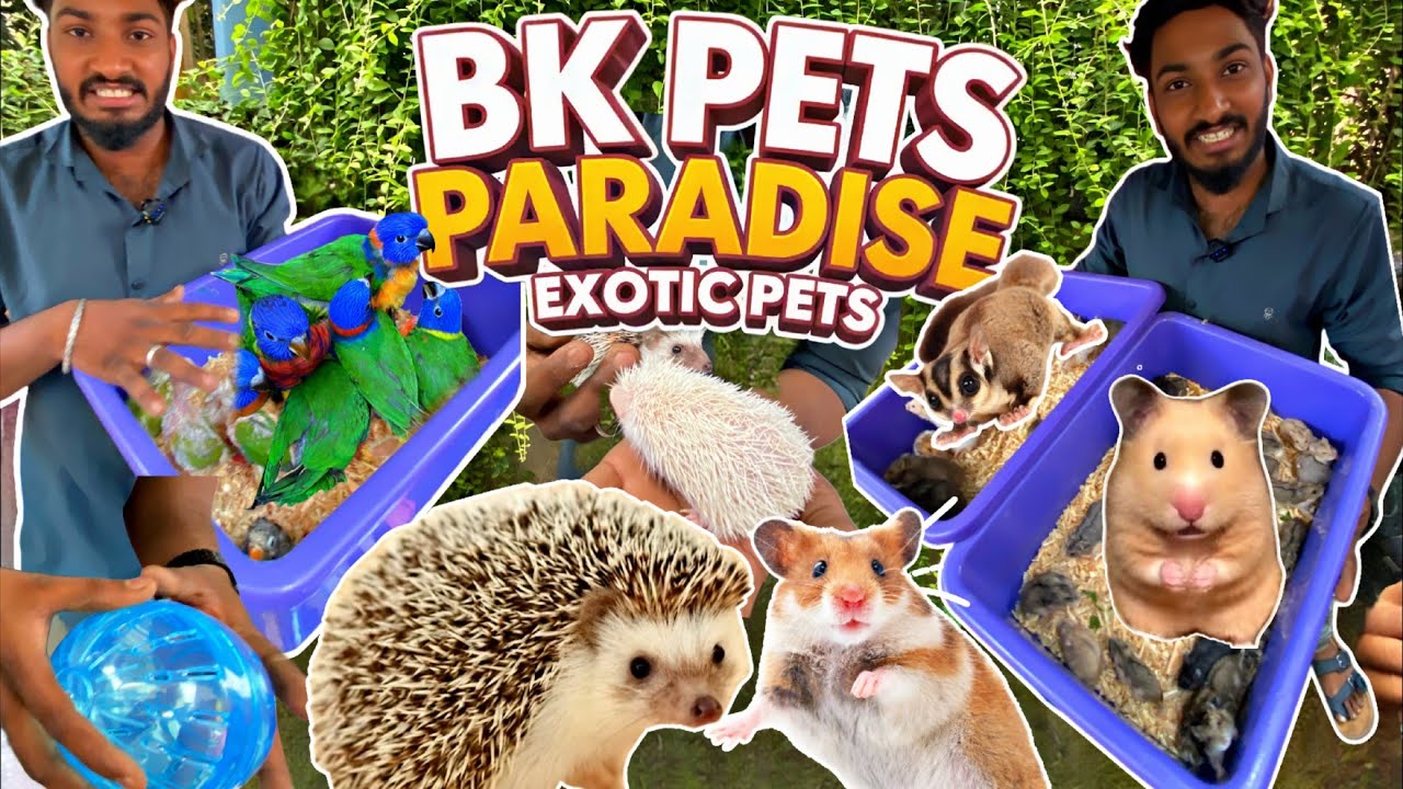💥 Exotic Pet World | BK Pets Shop  | Mannady Kozhi Market | #Petvlogs #pets #chennaimarket