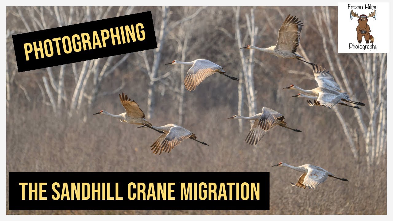Photographing Sandhill Cranes