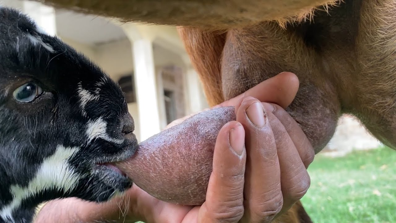 Newly Born Goat Babies Difficult 1st Day Feeding 🥺🥺❤️