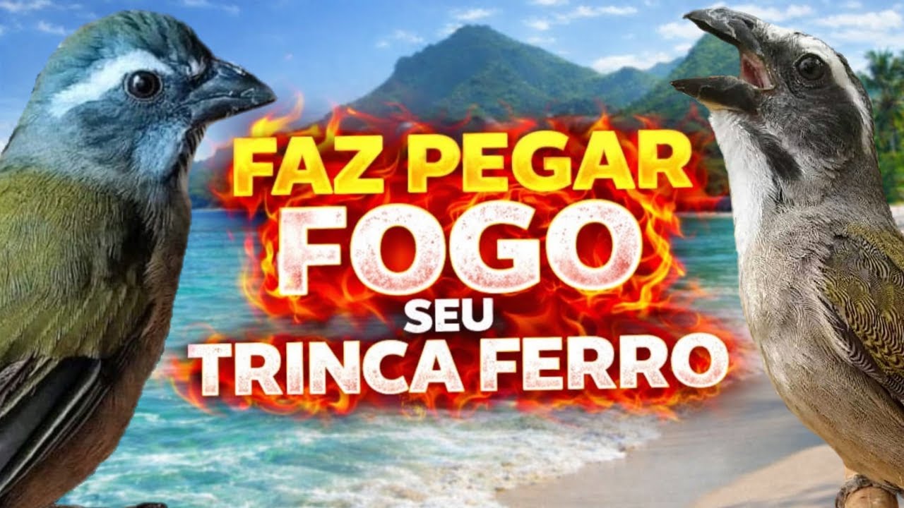 FAZ PEGAR FOGO ESQUENTAR TRINCA FERRO 2026 ESTIMULANTE