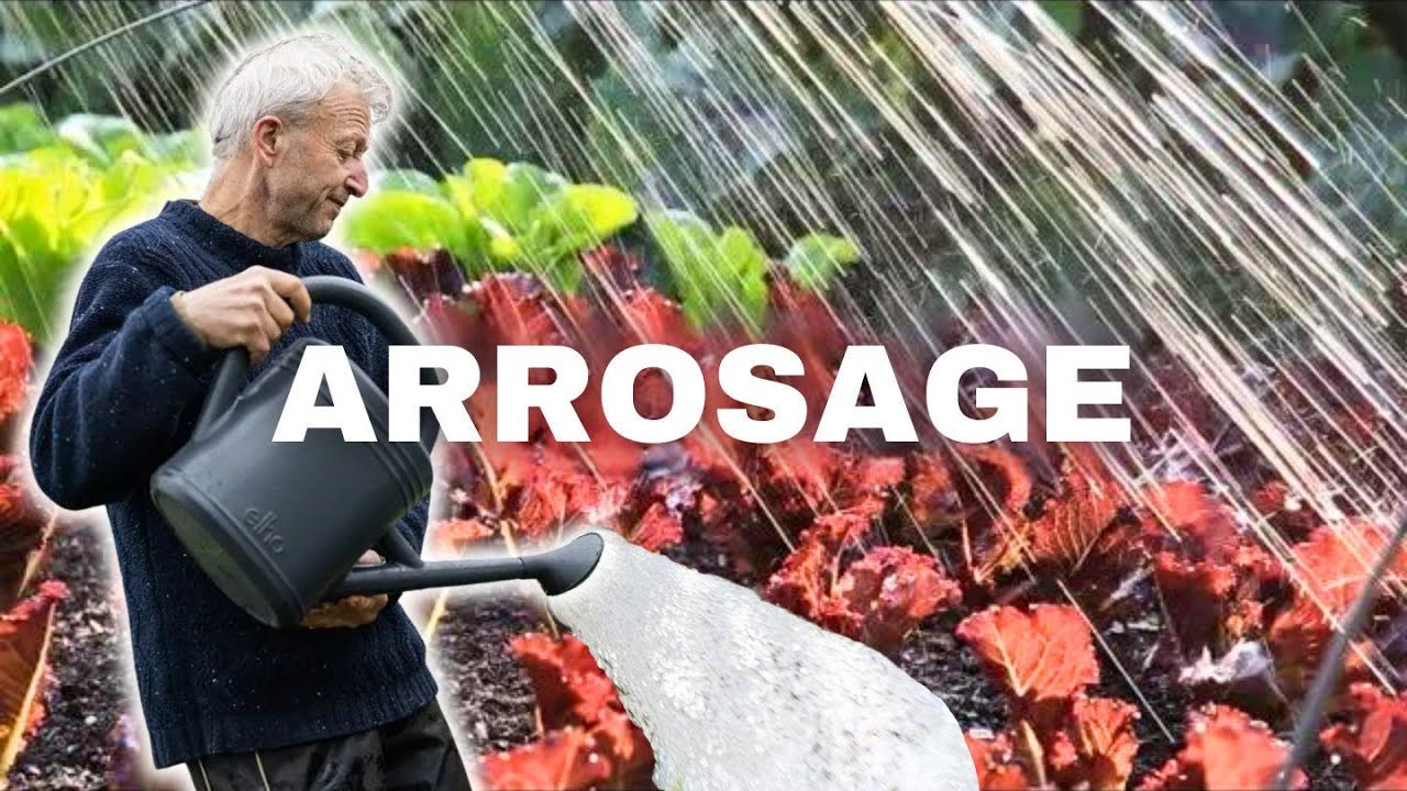 Maîtrisez L’Art De L’Arrosage : Conseils Simples Pour Des Plantes Épanouies