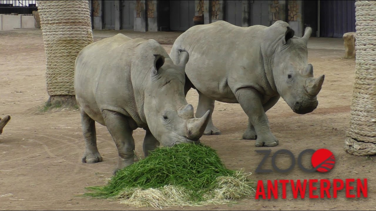 ZOO Antwerpen 2021