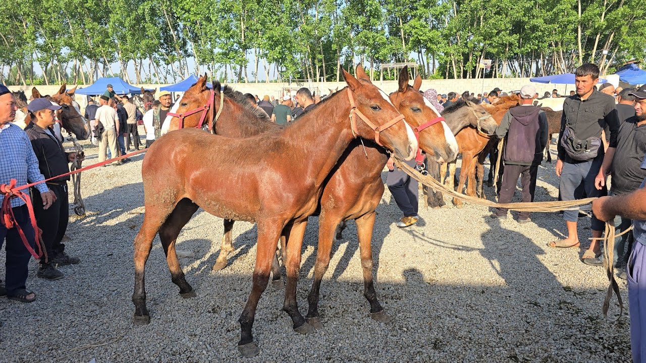 Shahrixon OT Bozori Zotdor DAXSHAT OTLAR CHIQI Ko'rib Mazza qiling 29.04.2025