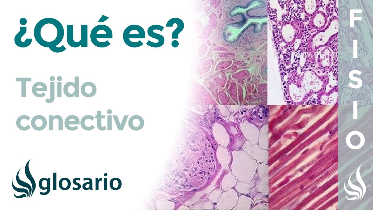 TEJIDO CONECTIVO | Qu&eacute; es, significado, c&oacute;mo est&aacute; formado, clasificaci&oacute;n y funci&oacute;n
