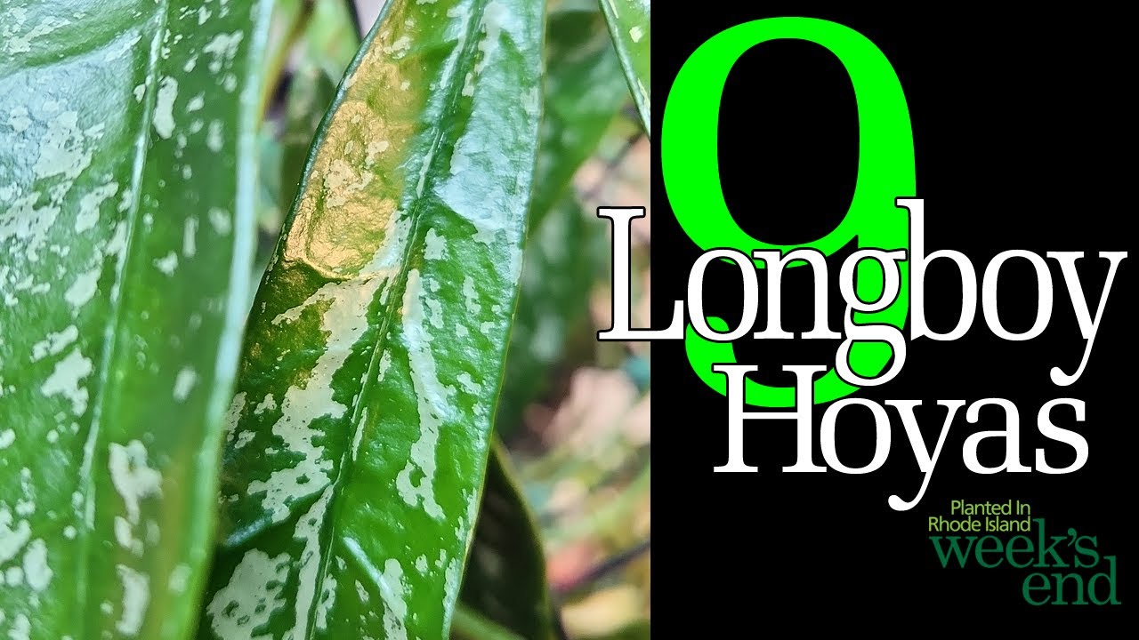 9 LONGBOY HOYAS - Hoya sulawesiana, Hoya griffithii, Hoya clemensiorum, Hoya pubiclayx, and more...