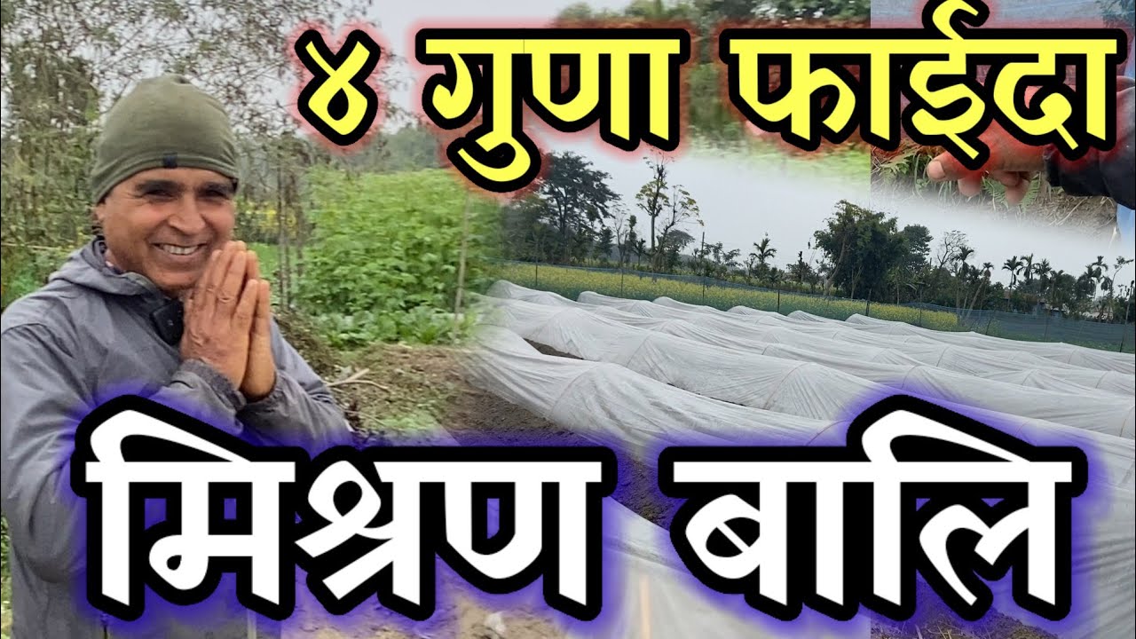 अरुमा भन्दा यसमा निक्कै फाईदा छ 10 बर्ष देखि यसरी गर्दै आएको छु!