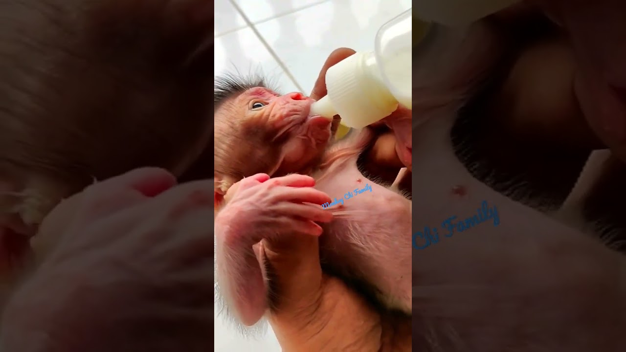 Poor Newborn Baby Monkey found by a Friend in the Rain