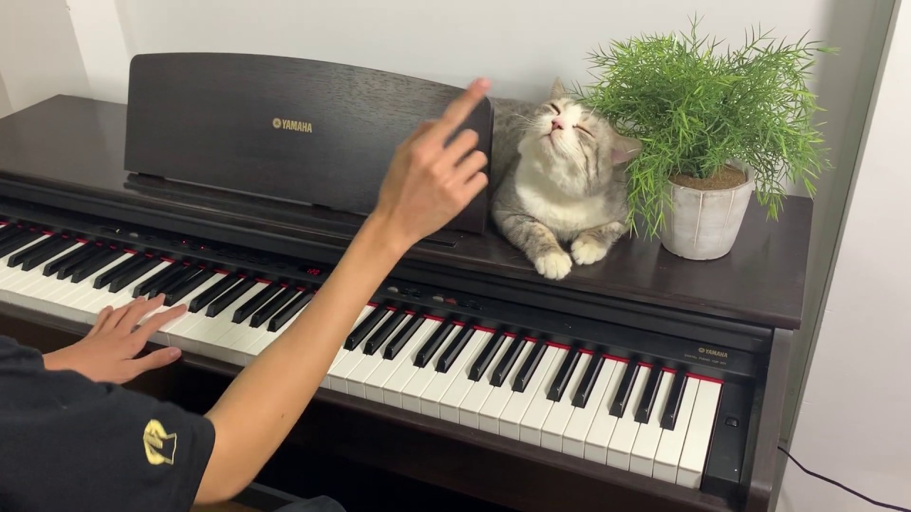 Electric piano for meow - Meowsic without meowssage