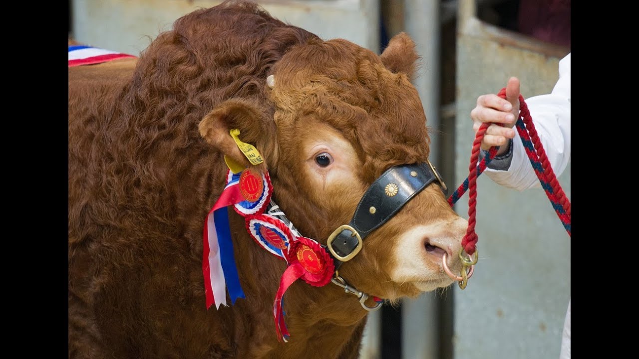 British Limousin Bulls (top 20 bulls prices 10k - 65k) at Carlisle 17/2/18
