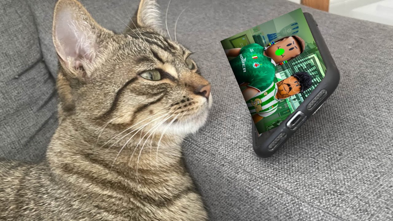 RFL CLIPS THAT MAKE CATS WATCH