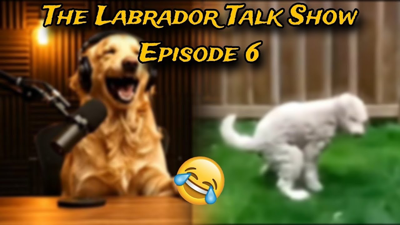 “The Labrador Talk Show” | “Dogs Being Hilarious – The Funniest Dog Podcast Ever 🐾😂” | Episode - 6