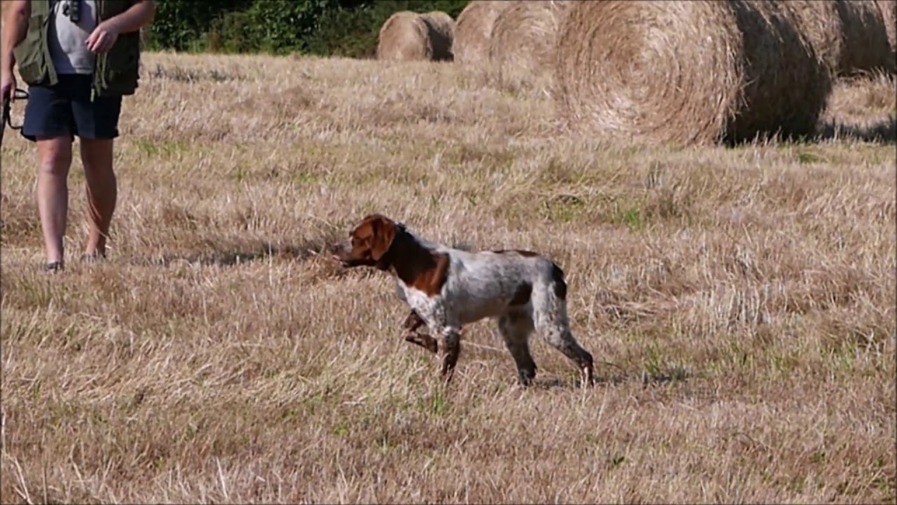 Oscar du lac de Colleymara à l'entraînement pour le TAN