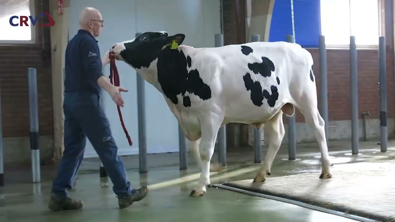 Holstein bull Delta Dolmen  (Topstone x Relevant)