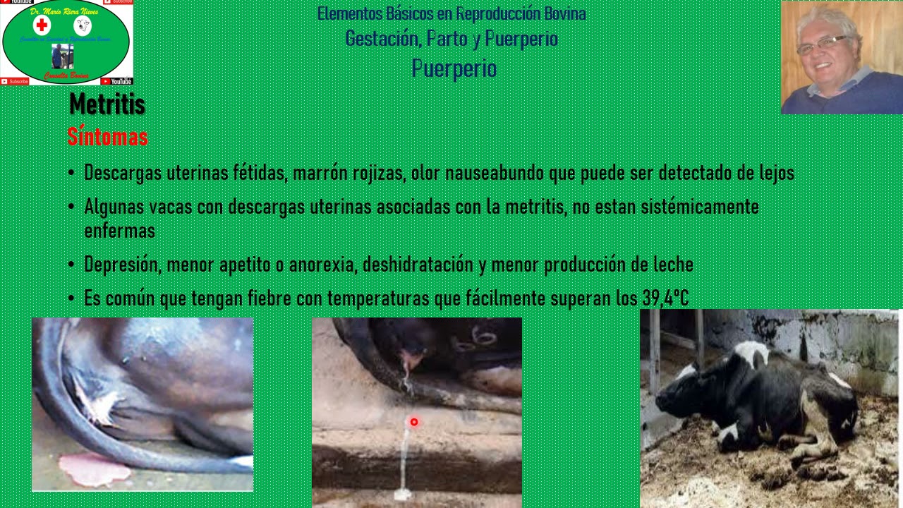 Enfermedades Puerperales Parte 1: Metritis Bovina