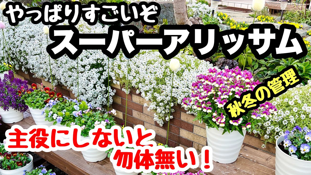 ◆秋冬の絶対的にエース【スーパーアリッサム】がすごい！