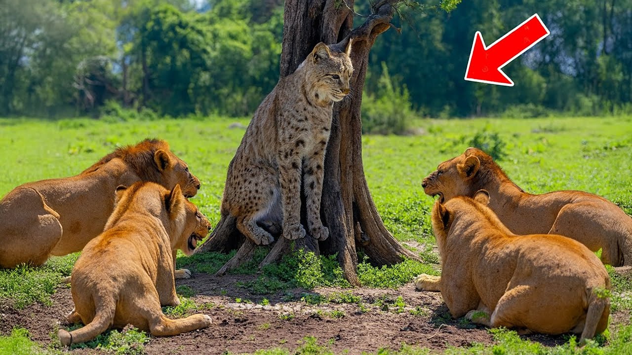 Lions Surrounded the Bobcat. What Happened Next Shocked Everyone