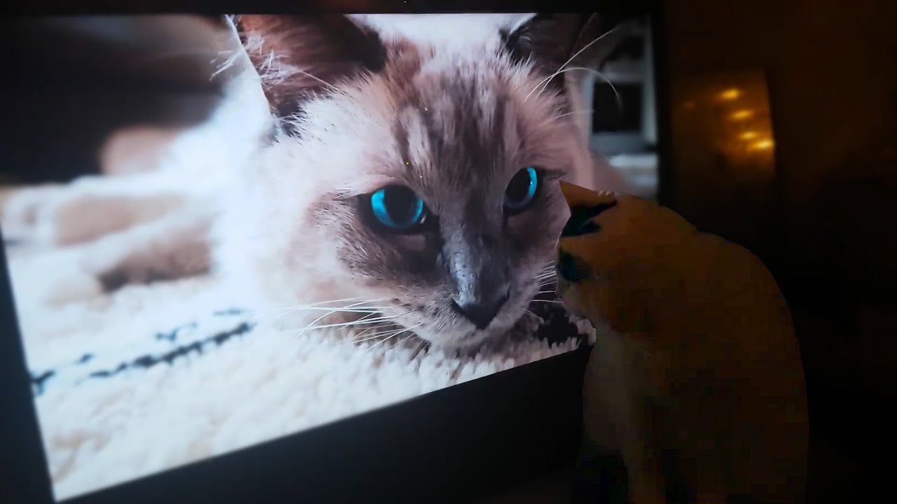 Lambkin Kitten Watches Huge Ragdoll Cat on TV | #StayHome and Hang Out #WithMe